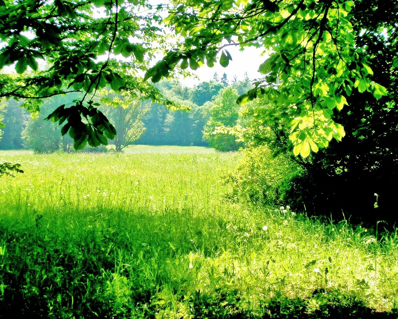 1280x1024 Hibernia | Ranger's Apprentice Role Play Wikia | FANDOM powered by Wikia