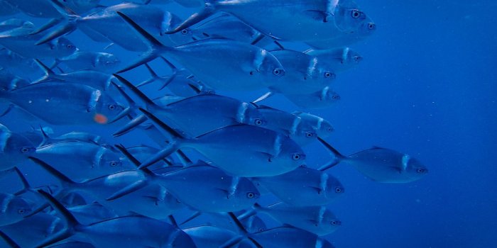 1920x1080 School Of Fish Blue Background Wallpaper - Wallpaper Stream