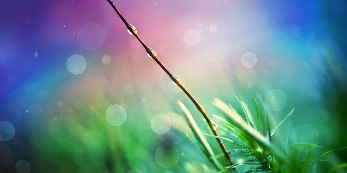 1920x1080 After Rain Drops 1080p HD Wallpaper Nature | Pankaj Gurjar in 2019