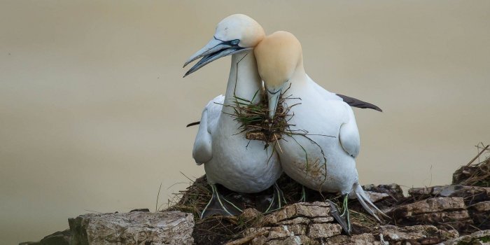 1920x1080 Gannet Bird Family Love Among Birds Wallpaper Hd Widescreen