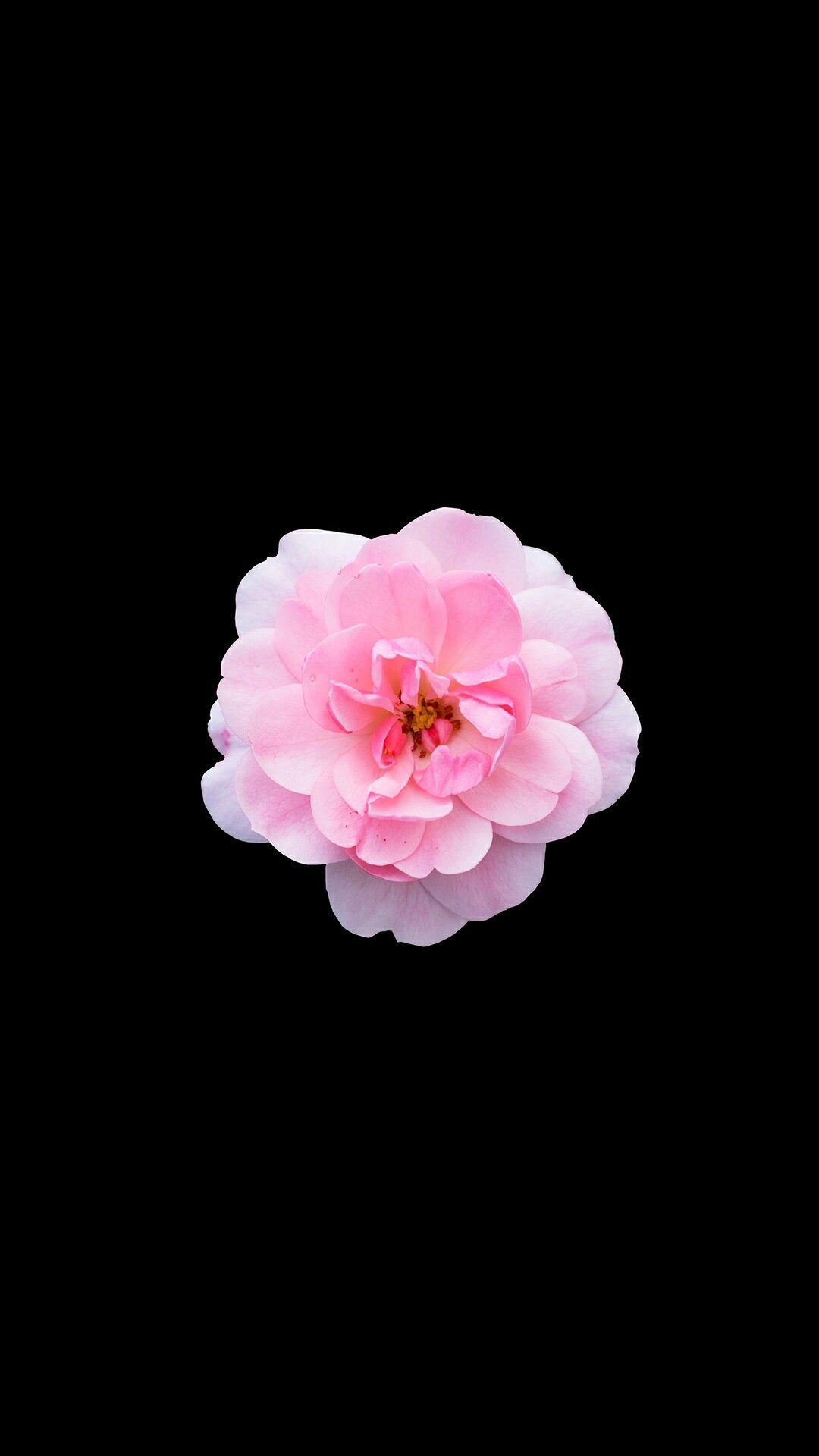 1080x1920 single flower pink, iPhone Wallpaper | Iphone 7 wallpapers in 2019
