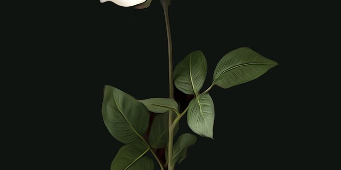 2133x3200 Single iPhone Wallpapers - Top Free Single iPhone Backgrounds