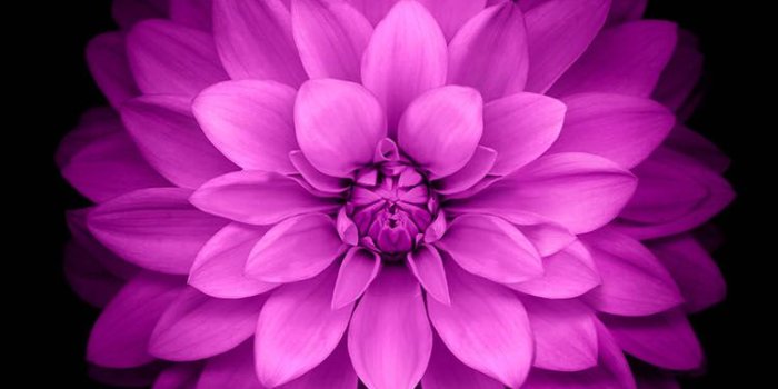 750x1334 ac98-wallpaper-apple-red-lotus-iphone6-plus-ios8-flower-wallpaper