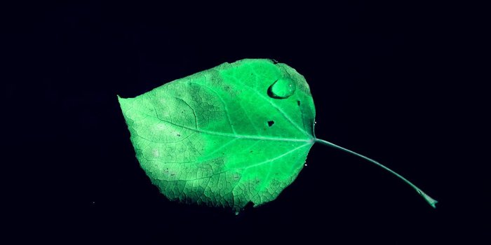 1242x2208 iPhonepapers.com | iPhone wallpaper | np58-single-leaf-minimal-dark