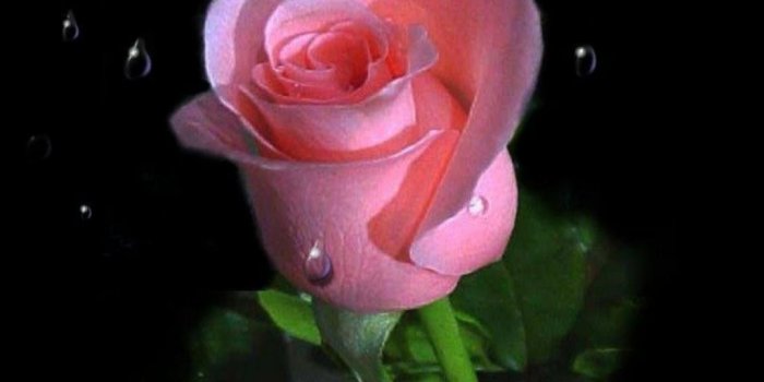 1024x768 Single Pink Rose Wallpapers