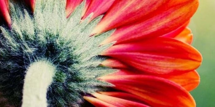 744x1392 Single red flower - The iPhone Wallpapers