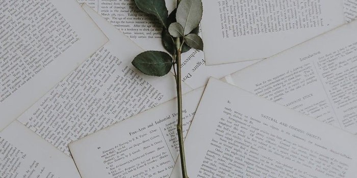 1080x1920 Single rose | King of Flowers | Book wallpaper, Iphone wallpaper