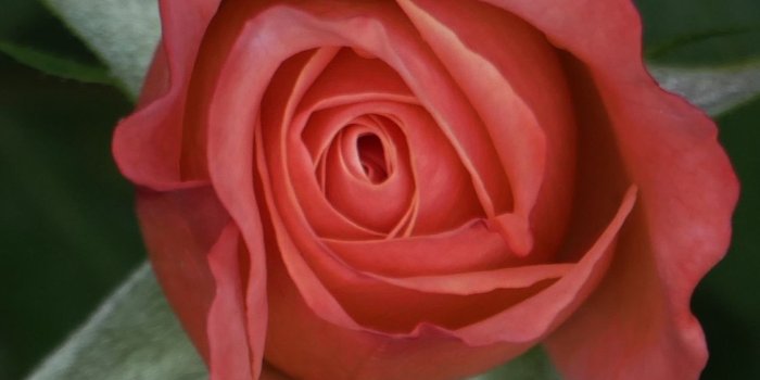 1125x2436 Download 1125x2436 wallpaper rose flower, lone, single, iphone x