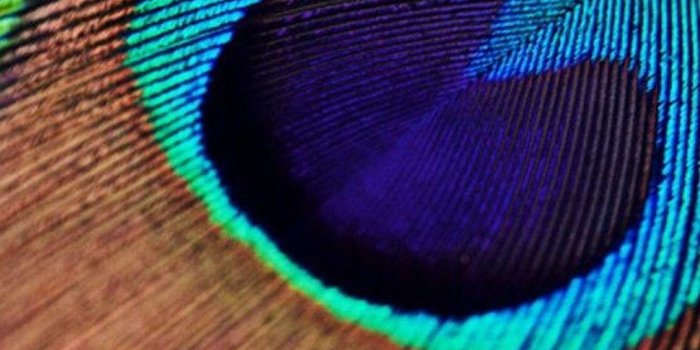 1080x1920 Single Peacock Feather Wallpapers - Peacock Feather Wallpaper For