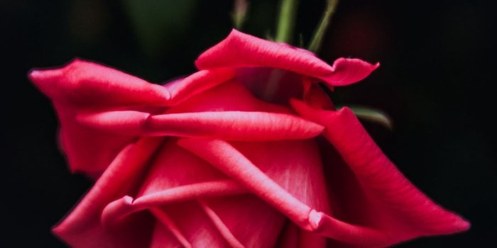 1080x1920 30 Red Rose iPhone Wallpapers - WallpaperBoat