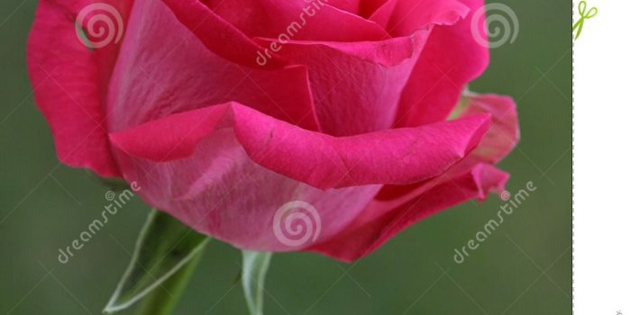 957x1300 Single Pink Rose Wallpapers For Iphone ~ Festival Wallpaper