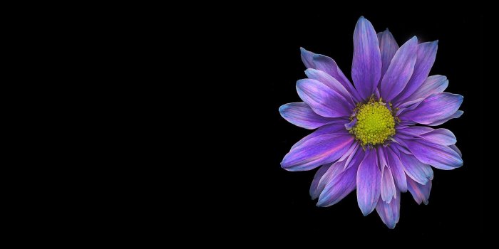 1920x1200 70+ Single Daisy Wallpapers - Download at WallpaperBro