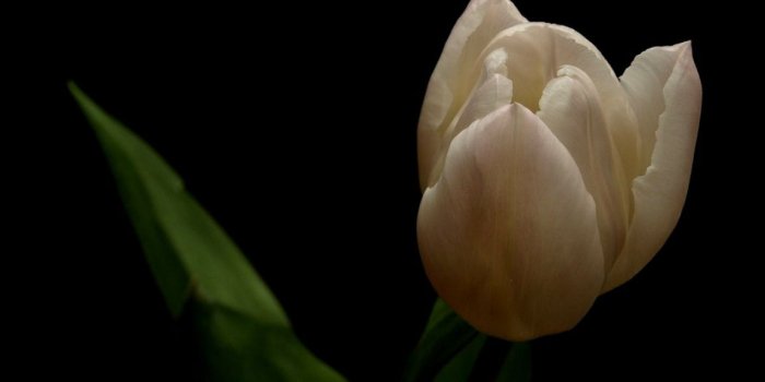 1152x972 Flowers White Tulips Hd Wallpaper | Wallpapers 4k