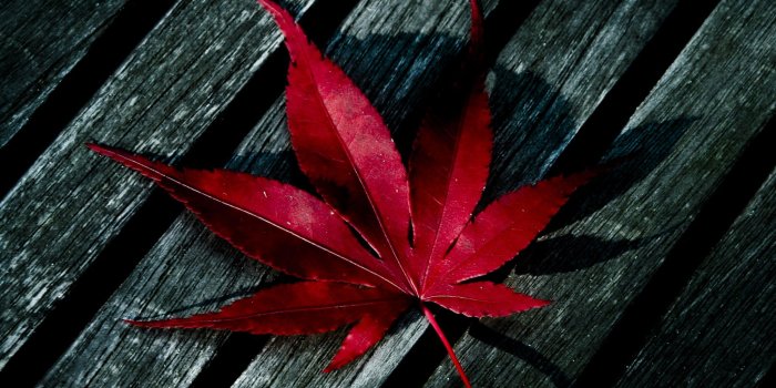 2048x2048 A Single Leaf wallpaper