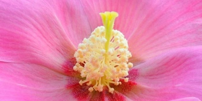 750x1334 Single flower, hibiscus mutabilis 750x1334 iPhone 8/7/6/6S wallpaper
