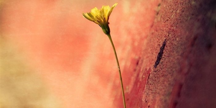 1024x1024 Single Flower Macro iPad Air Wallpaper Download | iPhone Wallpapers