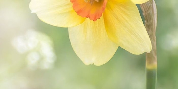 750x1334 Spring, single yellow narcissus flower 750x1334 iPhone 8/7/6/6S