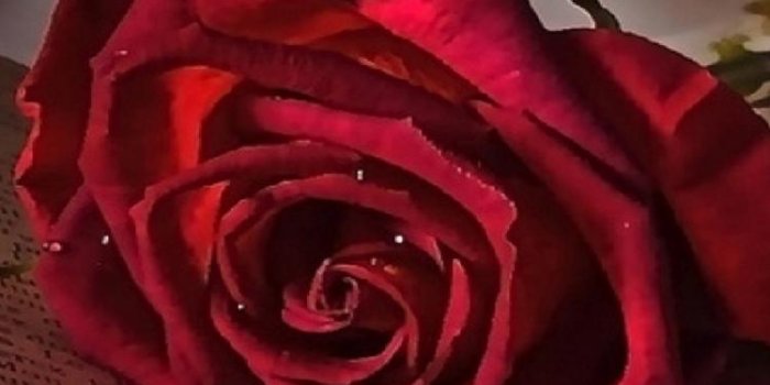 750x1334 Single Red Rose on Book HD wallpaper download