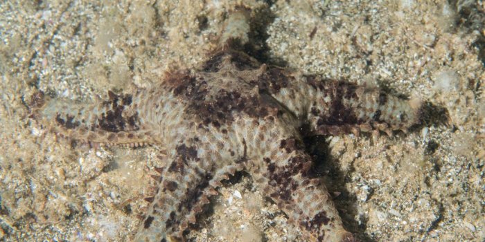 1024x768 Sheriff-badge Sea Star (Echinoderms of the North Eastern Pacific