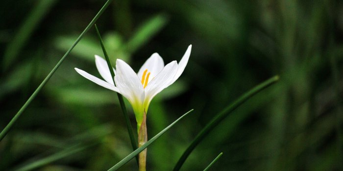 2560x1600 Decorate Your Desktop: Fresh Dual Screen Wallpapers