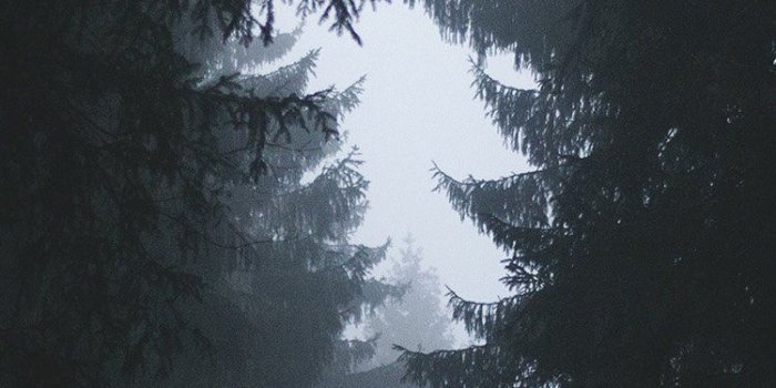 750x1334 iPhone6papers.com | iPhone 6 wallpaper | ni87-wood-tree-simple-nature