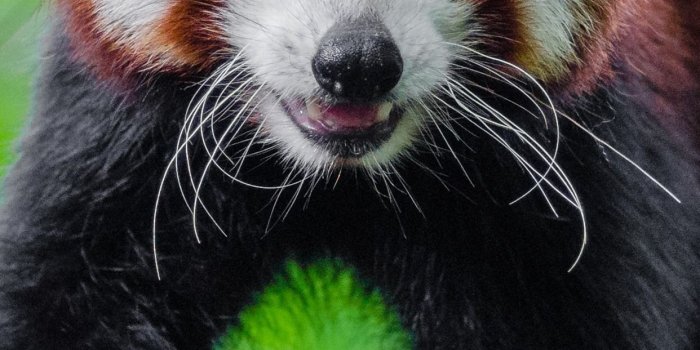 1242x2688 Cute red panda, green background 1242x2688 iPhone XS Max wallpaper