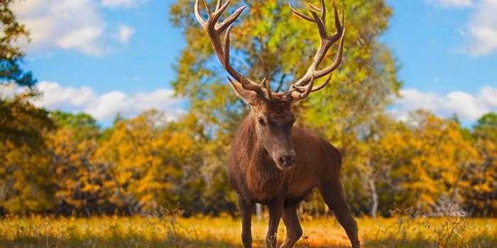 1920x1080 The Crown Prince - Wallsfield.com | Free HD Wallpapers
