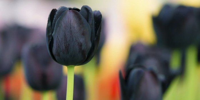 1332x850 Wallpaper macro, background, black Tulip images for desktop, section