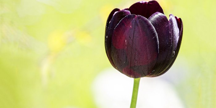 1920x1200 Purple black tulip wallpaper | 1920x1200 | #31505