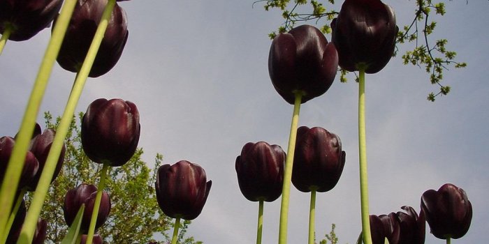1024x768 Black Tulips wallpaper | 1024x768 | #66261