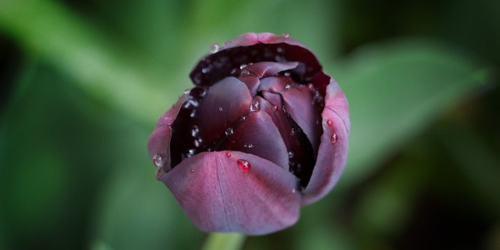 3554x1999 Black Tulip ❤ 4K HD Desktop Wallpaper for 4K Ultra HD TV • Wide