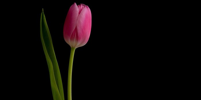 3840x2160 HD Black Tulips Wallpapers Download Free feelgrafix | Tulips flowers