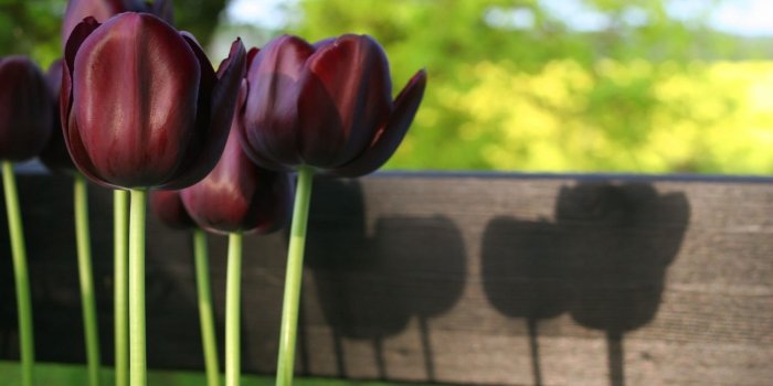 1440x900 Black Tulips wallpaper | 1440x900 | #66259