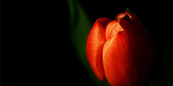 1600x1210 Red Tulip Wallpapers