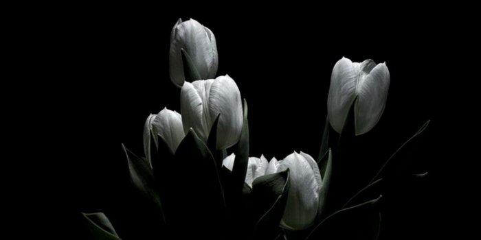 1368x870 Flowers White Tulips Hd Wallpaper | Wallpapers 4k