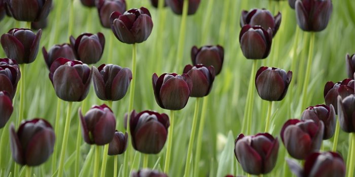 1280x847 Pictures Black Tulips Flowers