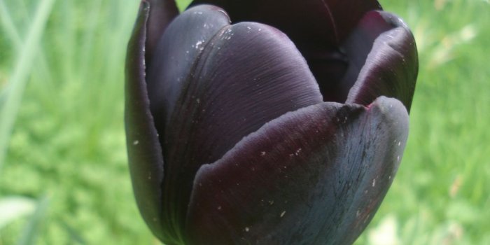 1024x768 Black Tulips wallpaper | 1024x768 | #66263