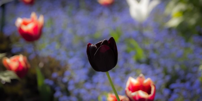3838x2400 Black tulip widescreen wallpaper