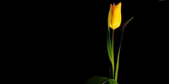 1920x1080 Tulip Wallpapers