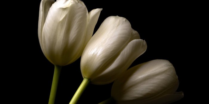 2560x1600 Download This Wallpaper - White Tulip Black Background Hd Free