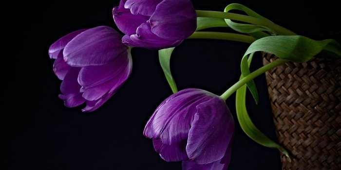 1920x1080 Purple Tulips in Basket with Black Background Wallpaper - Wallpaper