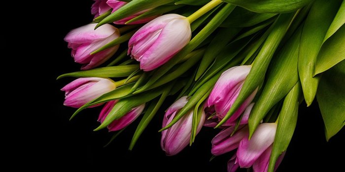 1280x853 Images Tulips Pink color Flowers Black background