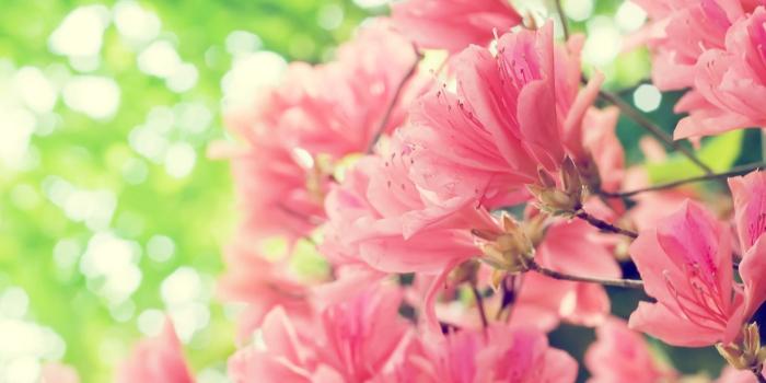 1920x1200 Free Wallpaper - Free Flower wallpaper - Flower Photography 05