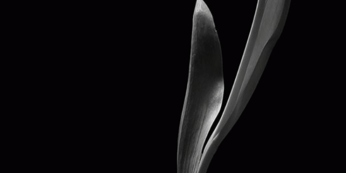 750x1334 Pin do(a) Marti Thormod em A Splash of Color | Black tulips