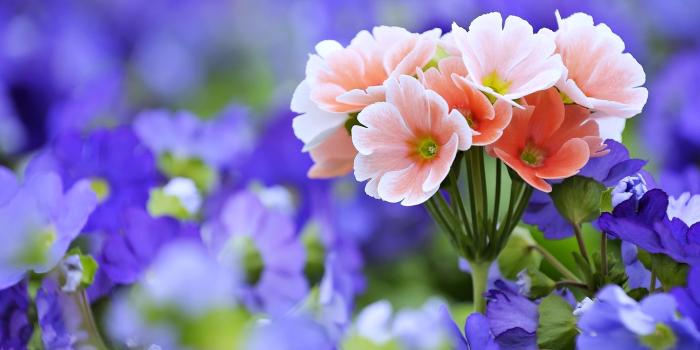 3840x2160 4715 Flower HD Wallpapers | Background Images