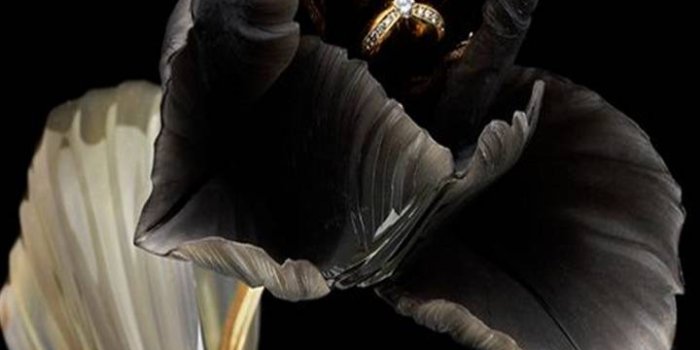 720x1280 Black Tulip Wallpaper by PerfumeVanilla - 6e - Free on ZEDGE™