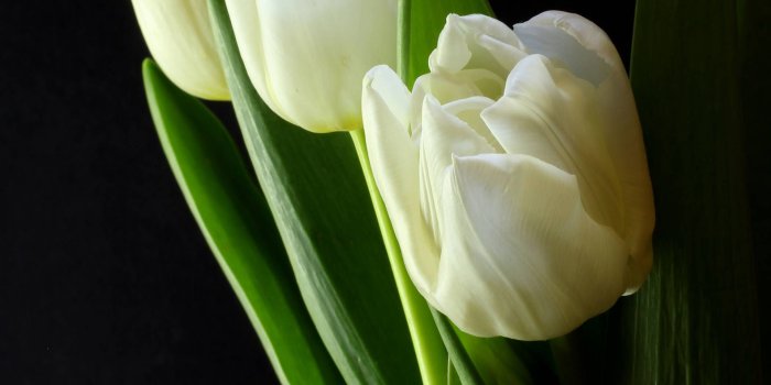 1920x2879 Tulips on a dark background tulips bouquet on a black background