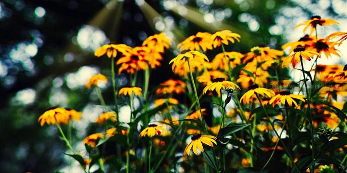 1500x999 Amazon.com: Flowers Wallpaper Photo Print, Sun Rays, Professional