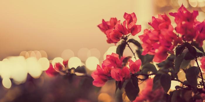 1920x1080 sweet vintage flower photography wallpaper | gifts i want | Vintage