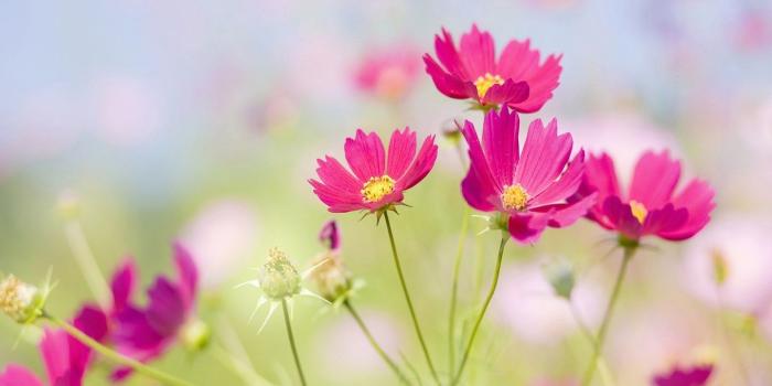 1440x900 Free Wallpaper - Free Flower wallpaper - Flower Photography 04